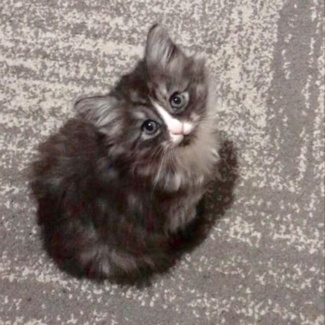 Photo of Maple