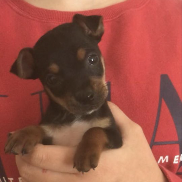 Chino Small Male Chihuahua X Mini Pinscher Mix Dog In Nsw Petrescue
