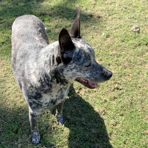 Jethro (on Adoption trial)