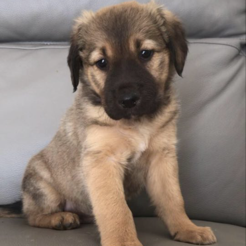 Murphy 