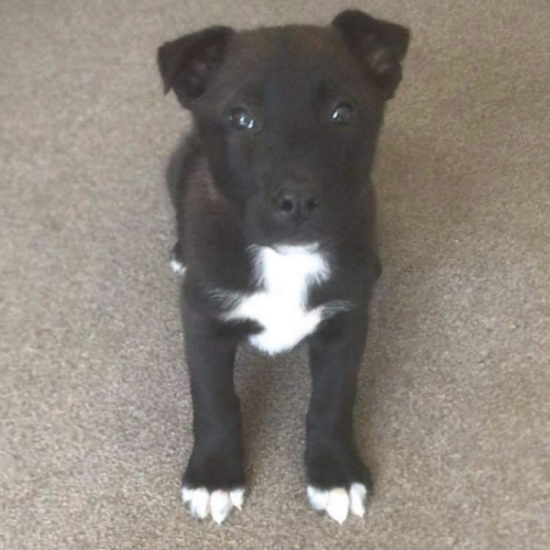 Leopold (now on trial adoption)