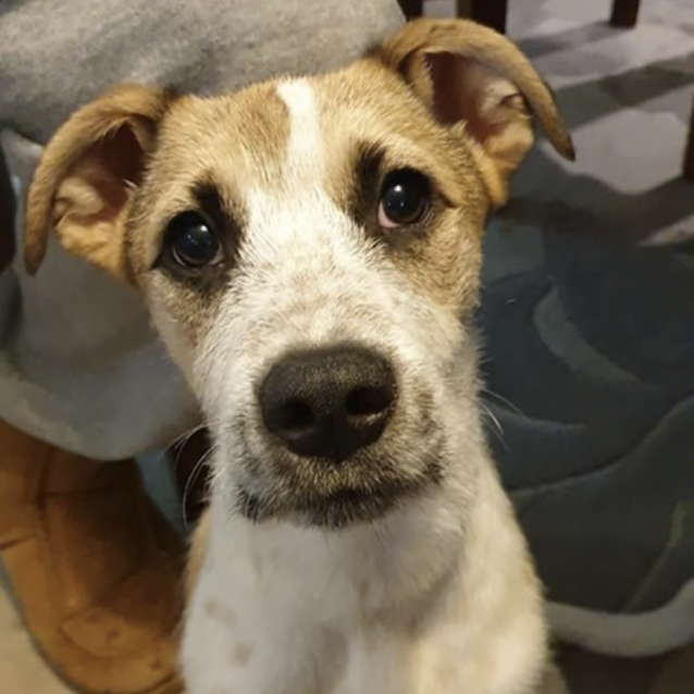 Oscar - Medium Male Jack Russell Terrier x Whippet Mix Dog in NSW ...