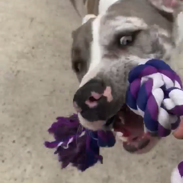 Photo of Millie (On Adoption Trial)