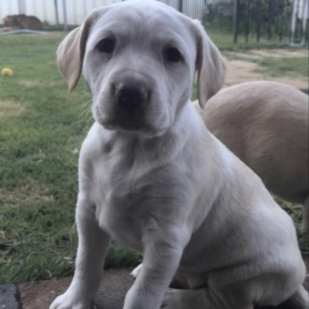 Boxer x labrador discount