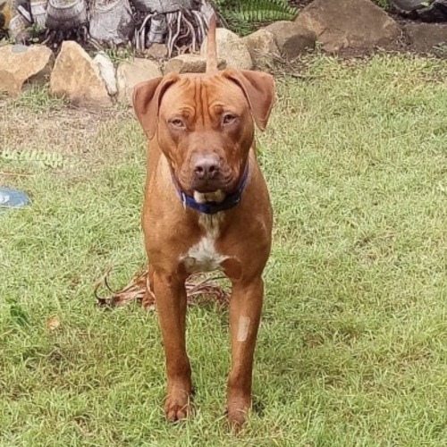 Buster (on adoption trial)