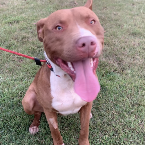 Boston (on Adoption trial)