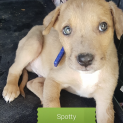 Photo of Spotty (On Adoption Trial)