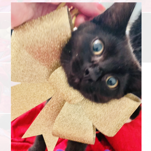 Photo of Vegas & Dixie