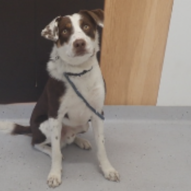 Photo of Frankie (On Adoption Trial)