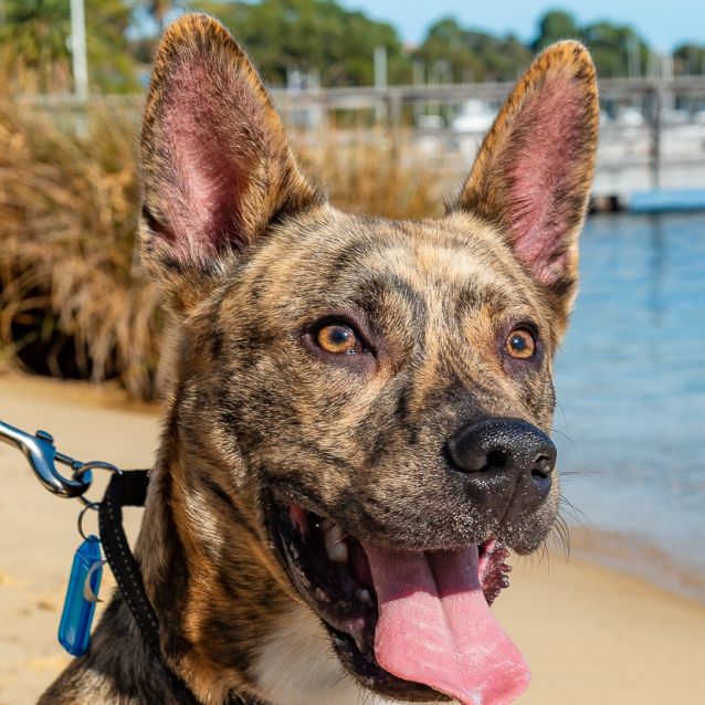 Photo of Range Dl2609