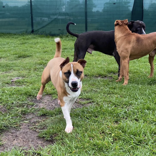 Bing (now on adoption trial)