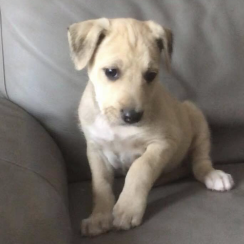 Echo