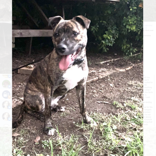 Toby -(on adoption trial)