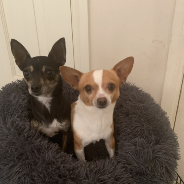 Photo of Delilah (Now On Trial Adoption)