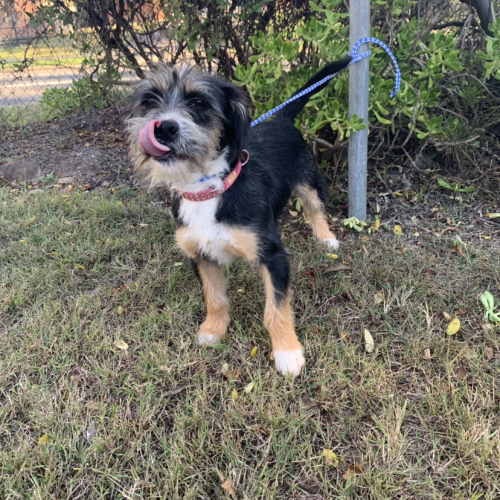 Calli (on Adoption trial)