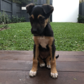 Photo of Zoe (On Adoption Trial)