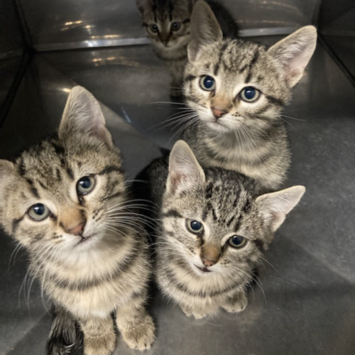 Huey, Duey, Luey & Daffodil 