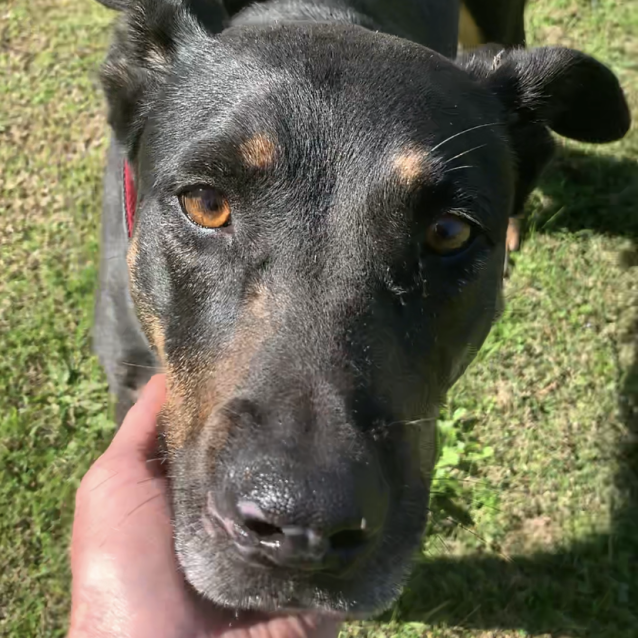 Photo of Callie (On Adoption Trial)