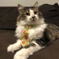 Photo of Serafin