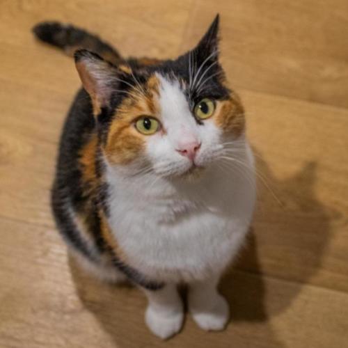 No photo for Miss Molly