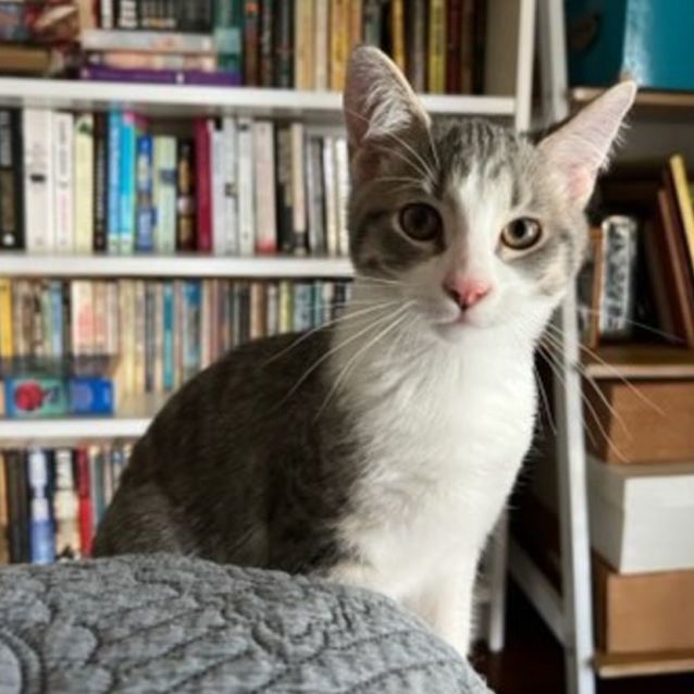 Photo of Timon & Mufasa