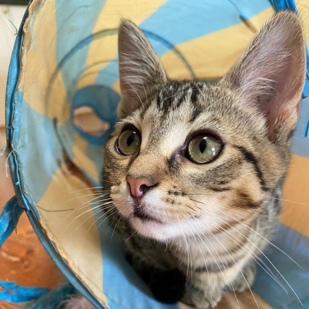 Photo of Sonia ^^Dandy Cat Rescue^^