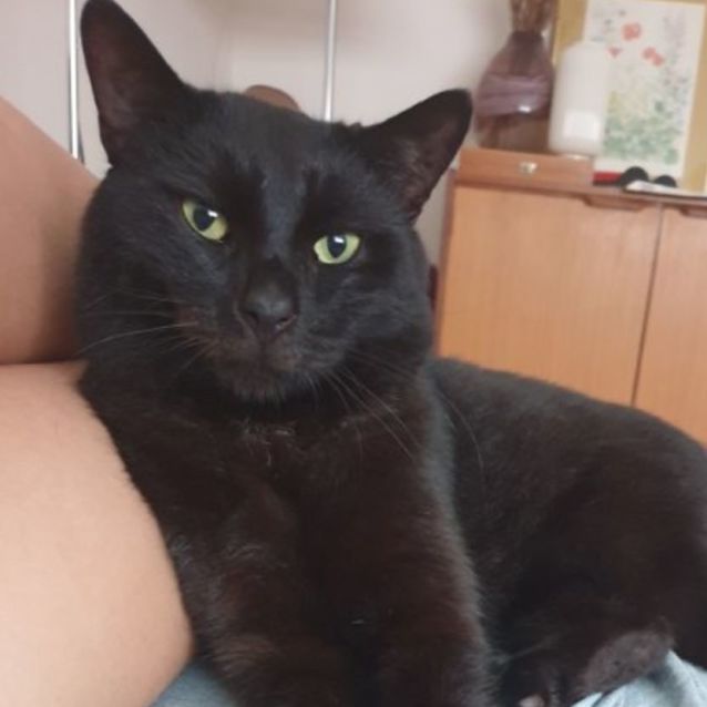 Photo of Nero