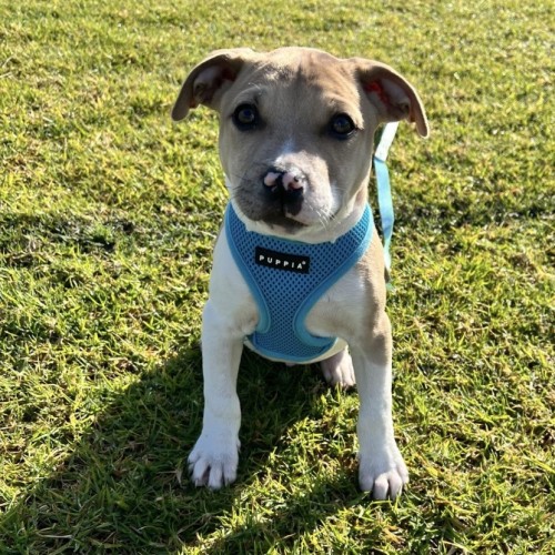 Jasper 🐾🐾🐾💙