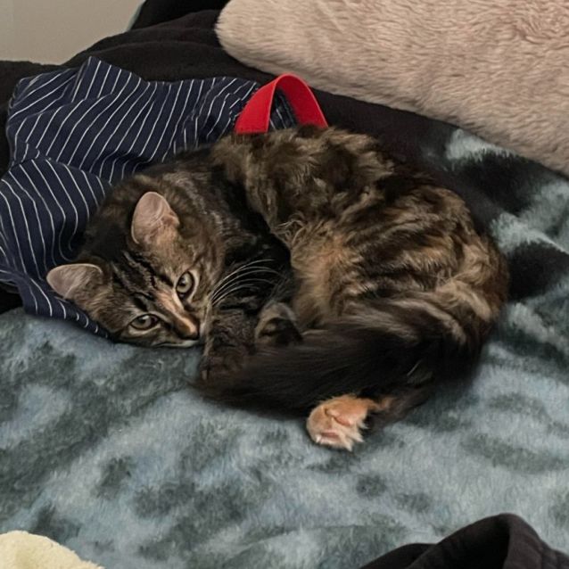 Photo of Storm (Located In Bundoora)