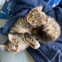 Photo of Isabella And Philippe Located In Malvern East