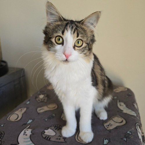 Petal (Located in Wantirna South)