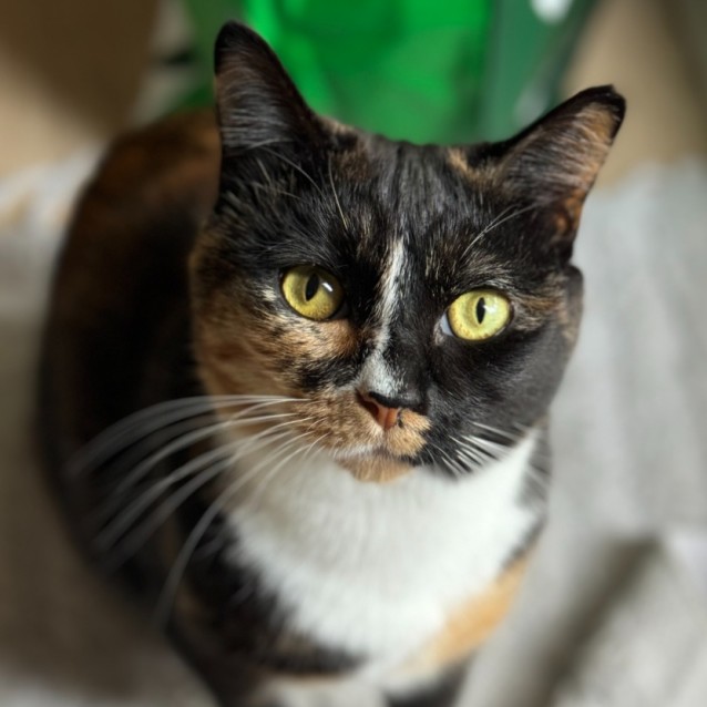 Photo of Angel