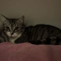 Photo of Jewel 
