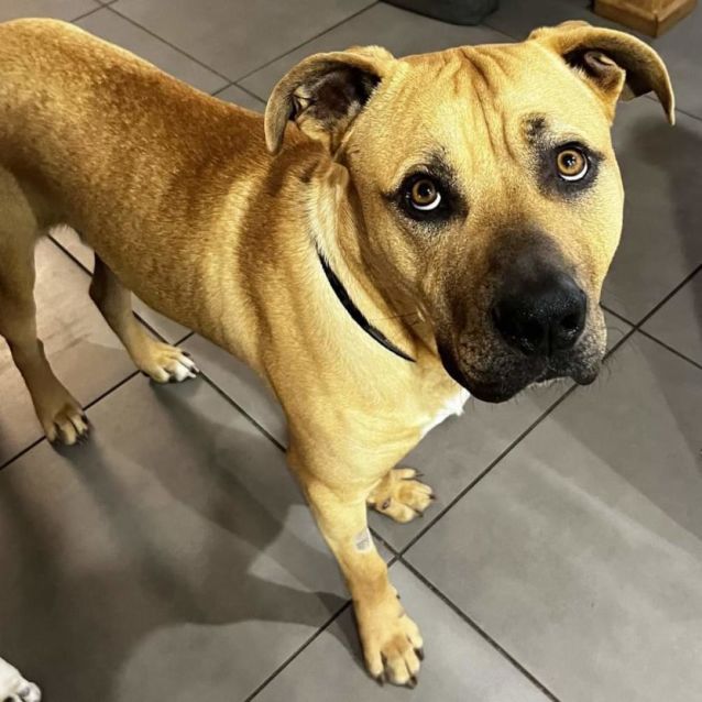 Photo of Prickly Moses 