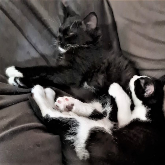 Photo of Murtagh ^^Dandy Cat Rescue^^