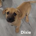 Photo of Dixie