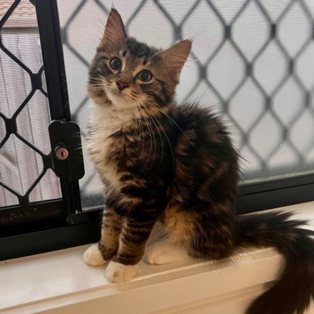 Photo of Boo