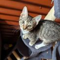 Photo of Mittens