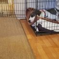 Photo of Bandit