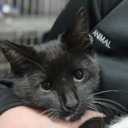 🌠 Comet 5435 🌠