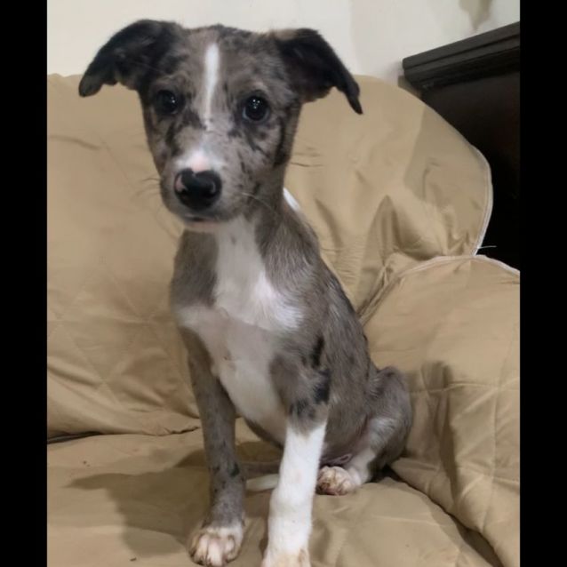 Blue merle cheap whippet