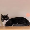 Photo of Cybelle ** 2nd Chance Cat Rescue **