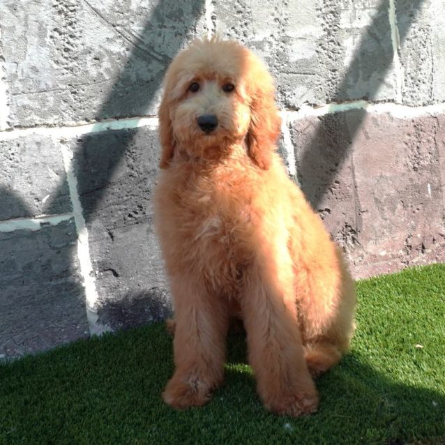 Photo of Melody