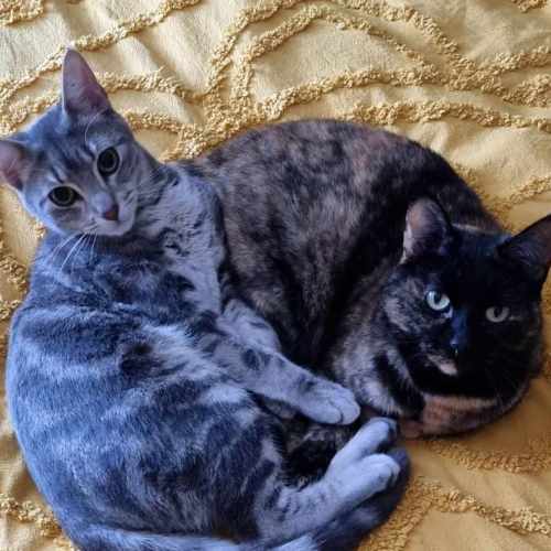 Archer and Dodo - Ying & Yang