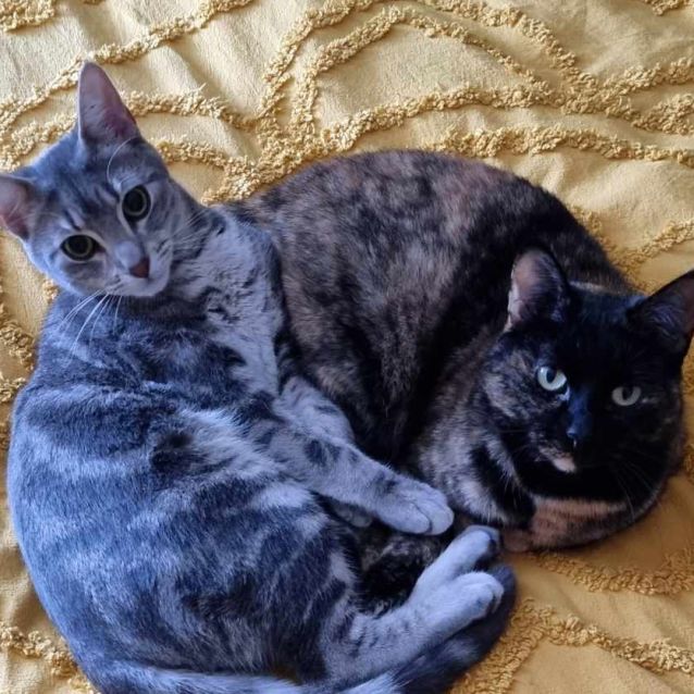 Photo of Archer And Dodo   Ying & Yang