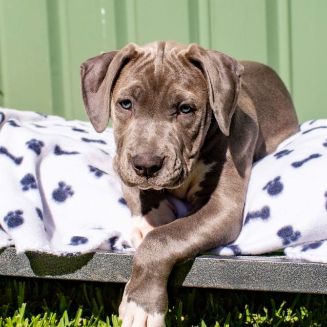 Atlanta Staffy X Mastiff Puppy(17/4/21) Large Female Staffy x