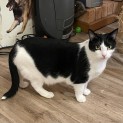 Photo of Springvale **2nd Chance Cat Rescue**