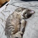 Photo of Fifi