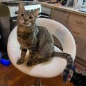 Photo of Stripe