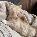 Photo of Hokey Pokey **2nd Chance Cat Rescue**